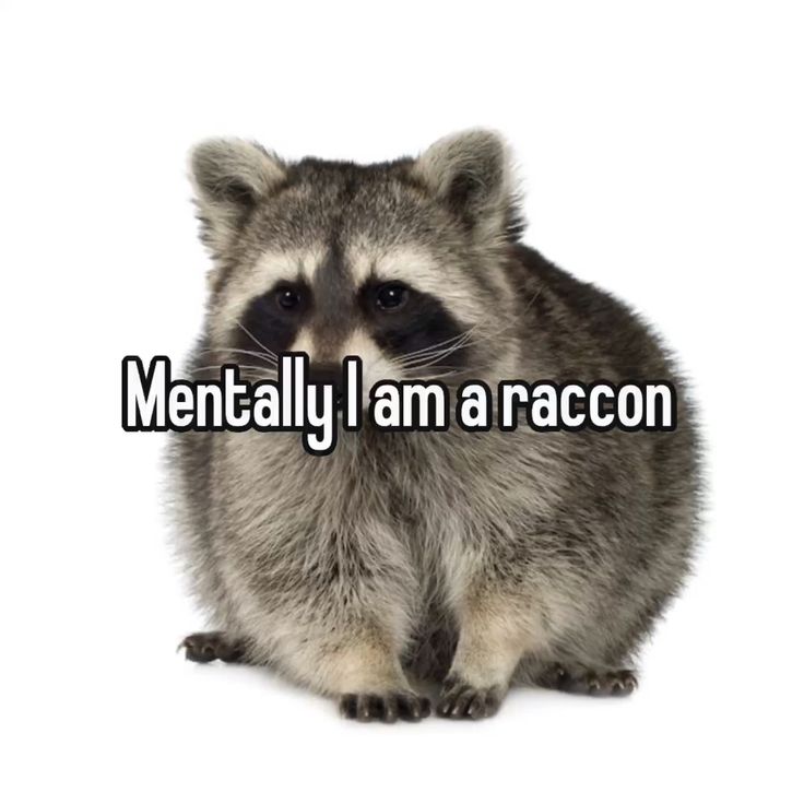 Why you should have a Raccoon (@shouldhaveracc) on Twitter photo 