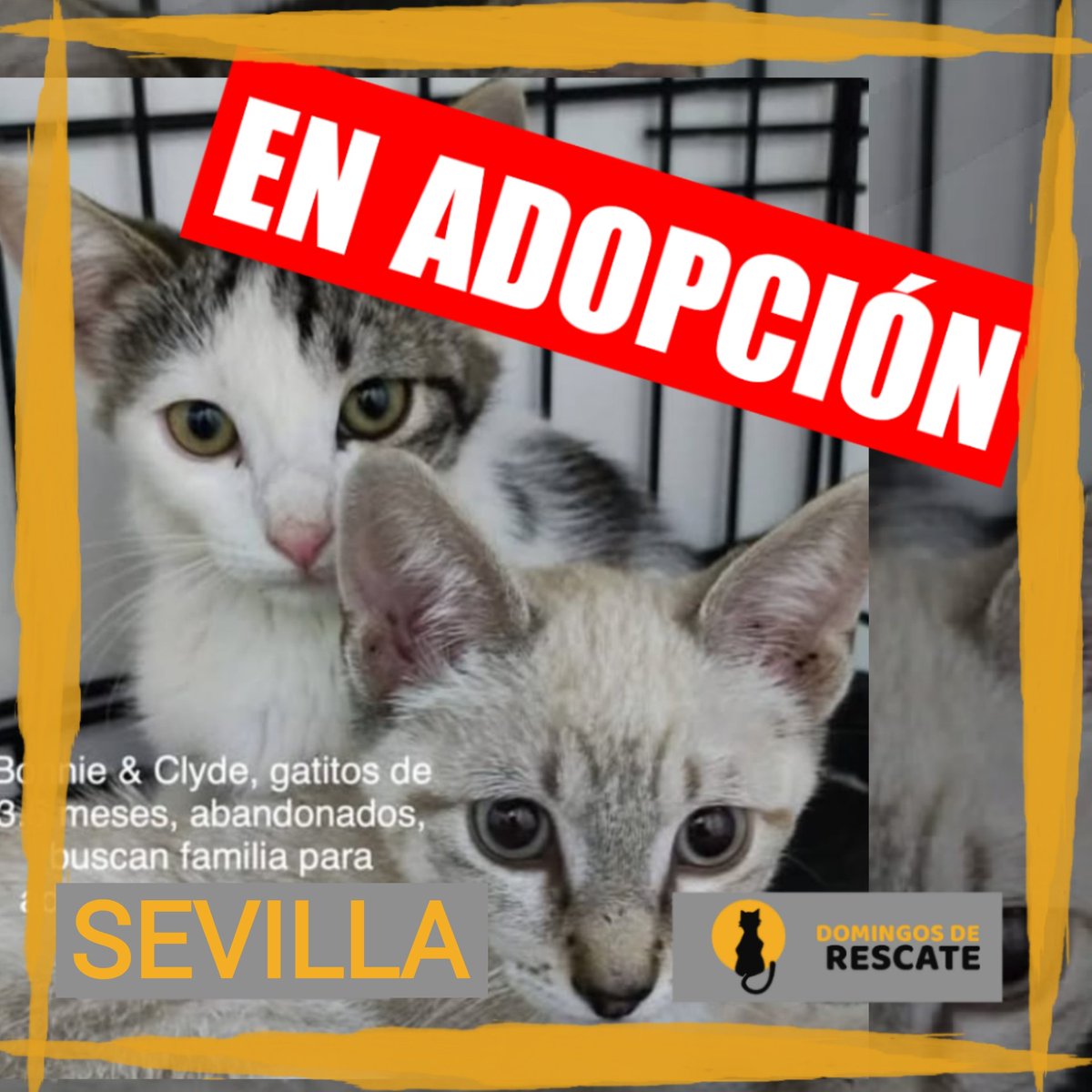 😺 Macho y hembra, 3 meses y medio

Juegan juntos, se dejan coger, comen solos. Están sanos y son muy sociables y mimosos.

Han sido abandonados ‼️ Les das una oportunidad?

📍Sevilla

Contacto: 689 71 20 28

#DomingoDeRescate