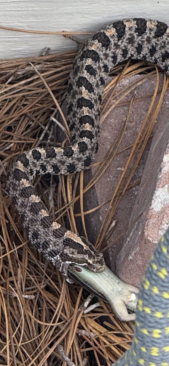 Ryan Cothran tweet media