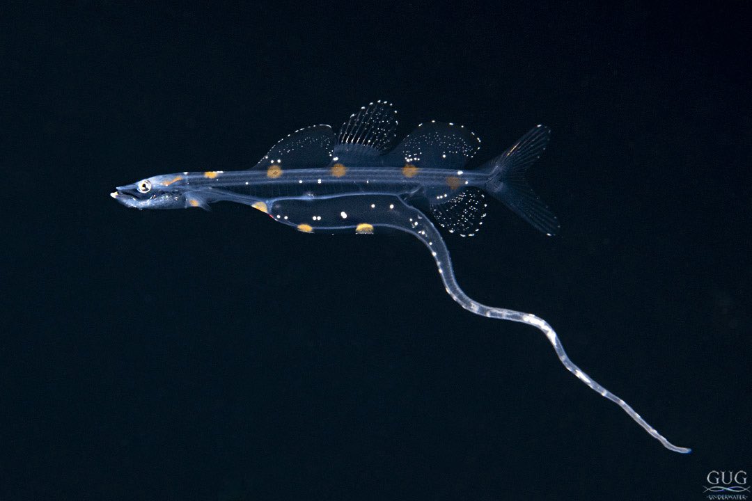 GugUnderwater's tweet image. Of the several different species of larval-stage #dragonfish that I occasionally encounter on my Aliens Collection dives, this is my fav. More distinct finnage, and super cool color dots.
#larvalfish #deepseafish #blackwater #blackwaterdiving #gugunderwater #chrisgug #gug