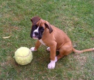 "Rock up for Randall" Dog Show
davidrandallfoundation.org/2025/07/13/roc…