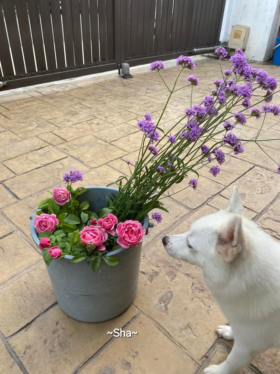 ❤️KINDNESS IS CHARITY❤️
There is reward of kindness to every living thing💕
🌸Prophet Muhammad (PBUH)🌸

🇲🇾❤️~At my friend's house today~I used to feed this stray dog until I found someone to adopt him~my Chinese friend is very kind hearted🫶😘