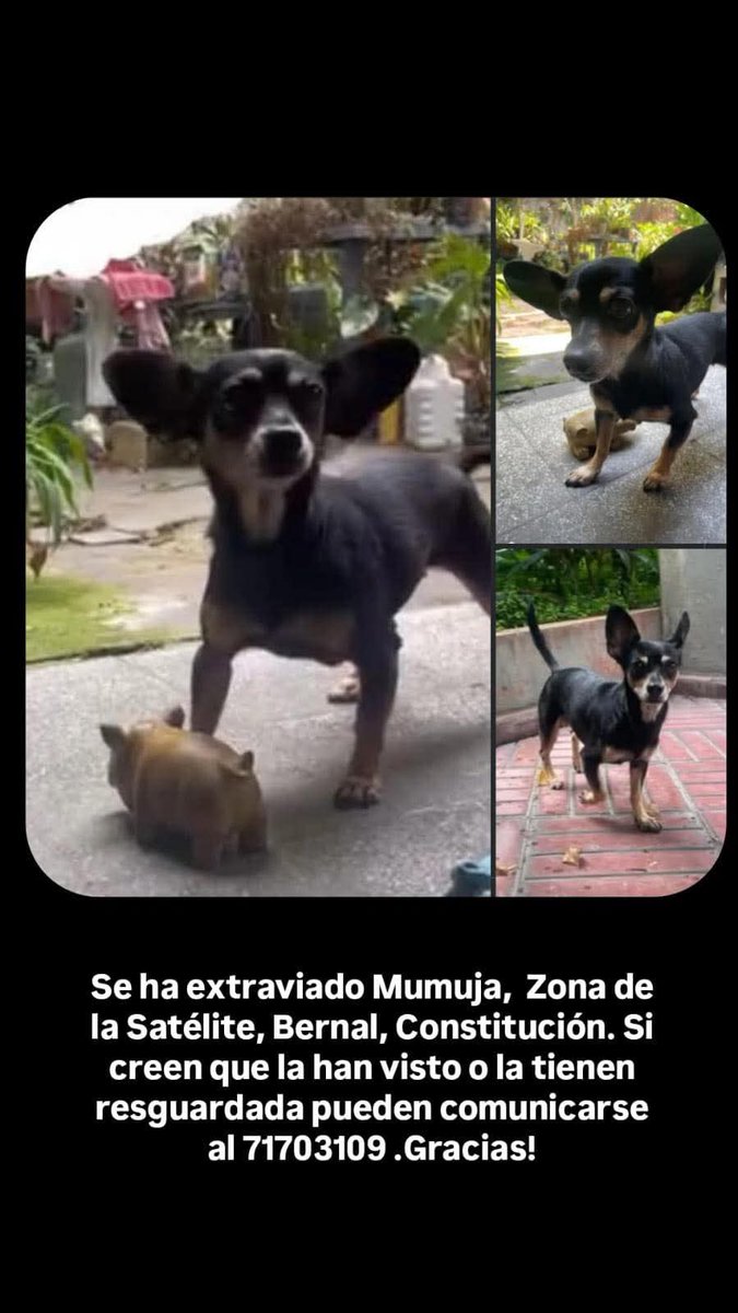 SERVICIO SOCIAL✅️
#SEBUSCA 🚨
#extraviado ‼️
Ayuda! Se les salió a mis padres ayerbpor la mañana🙏 es una chihuahua de 9 años, miedosa pero nada agresiva 🥺