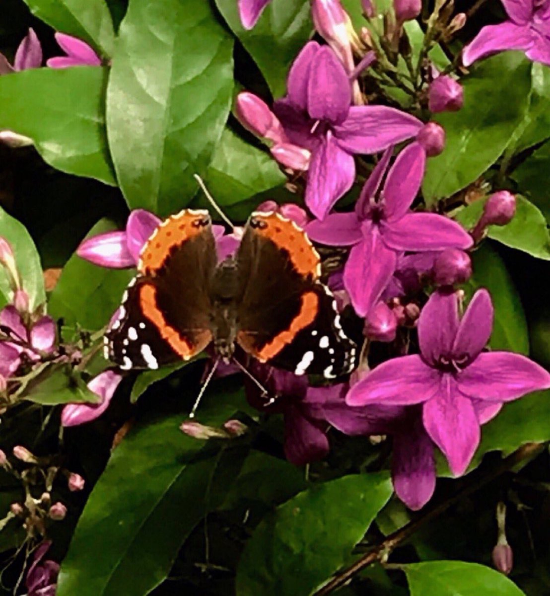 If you are lucky enough to be different, 
don’t ever change - #TaylorSwift 
How can you share some of your unique ideas today? 
Like this butterfly, go your own way creative friends.
#SundayMotivation #SundayThoughts