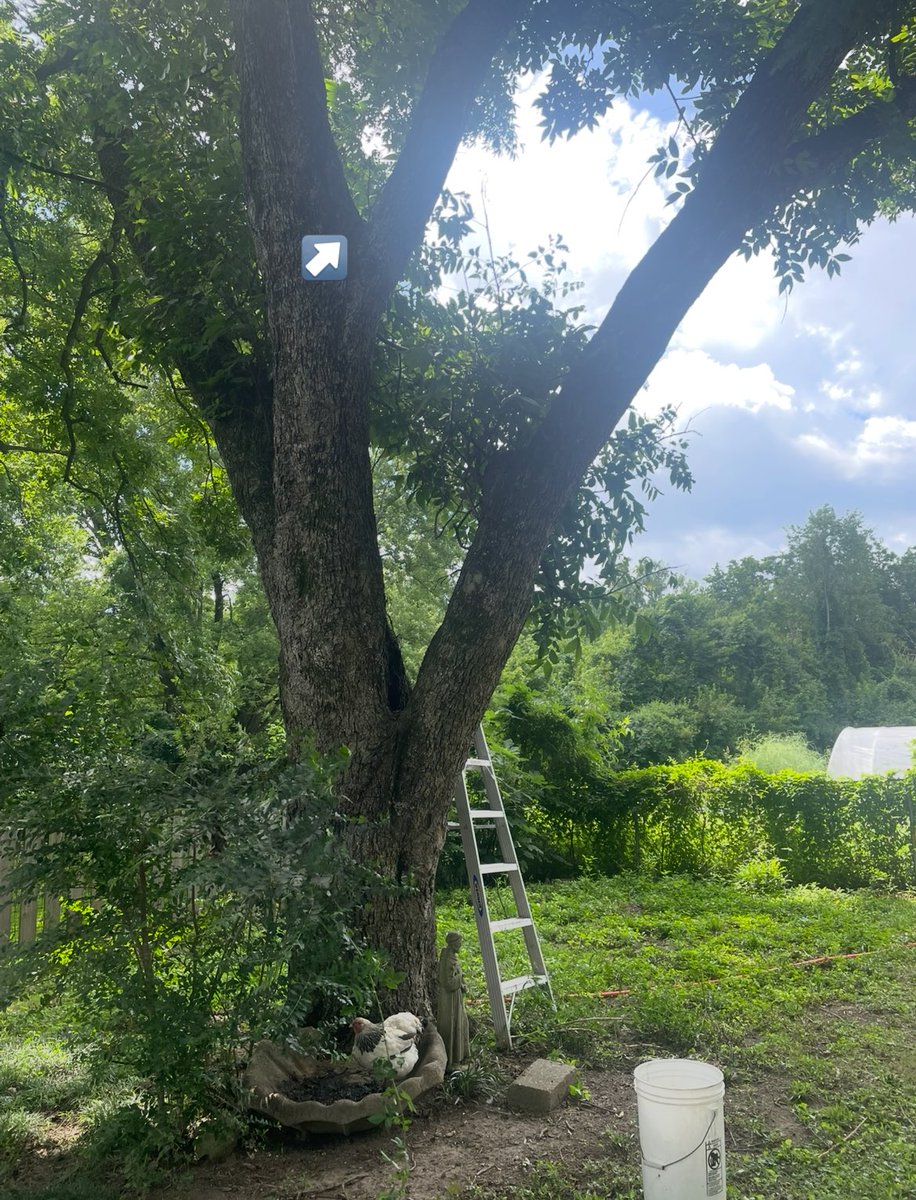 ldtestino's tweet image. got to rescue this cat from this St Francis of Assisi tree and realize a lifelong dream
putting on my resume “climbed a tree and coaxed a kitten to jump into a rescue bucket”