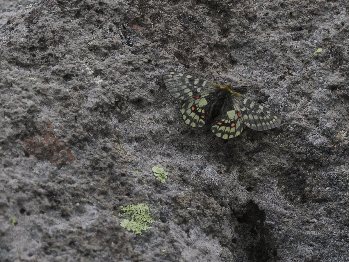 先日お泊りいただいたapoderus様より高山蝶のお写真をいただきました。 ダイセツタカネヒカゲが羽をパタパタしているシーンはレアですね！誠に ...