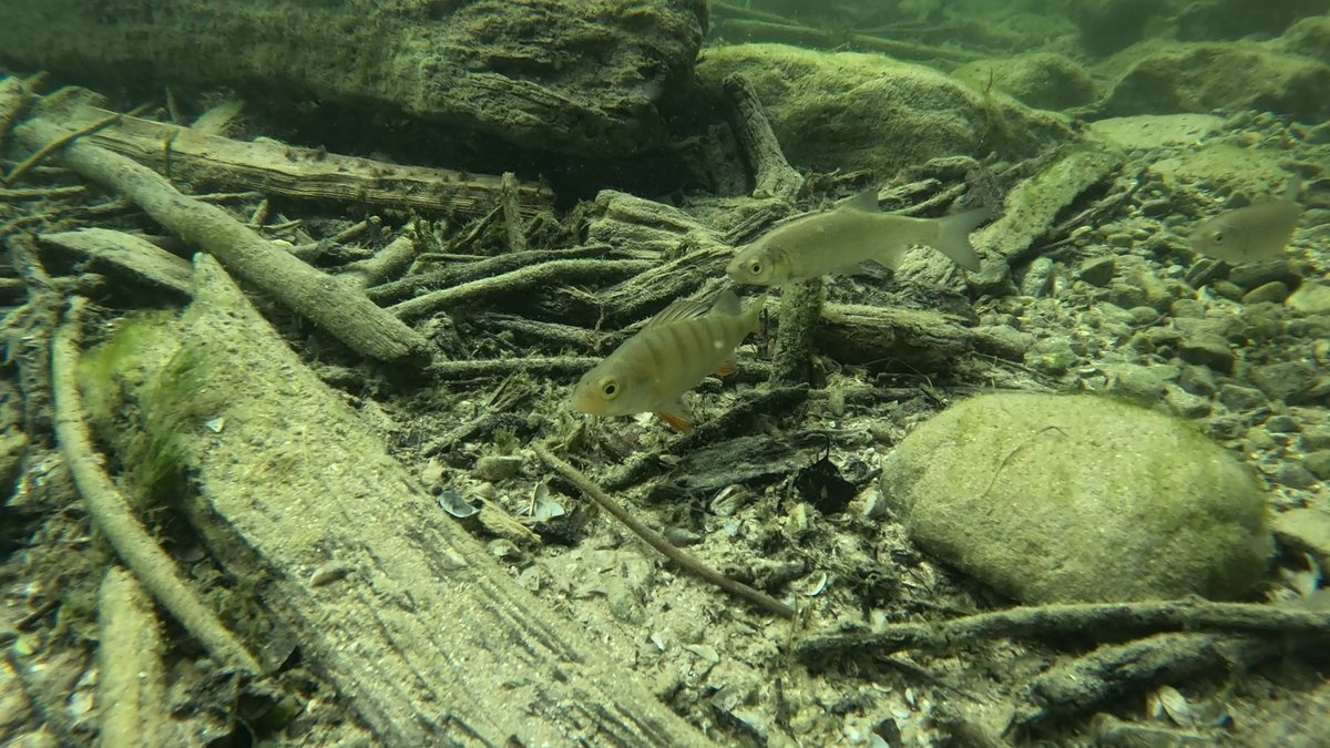 MilHiVisualized's tweet image. No pike this time, but some big trouts.