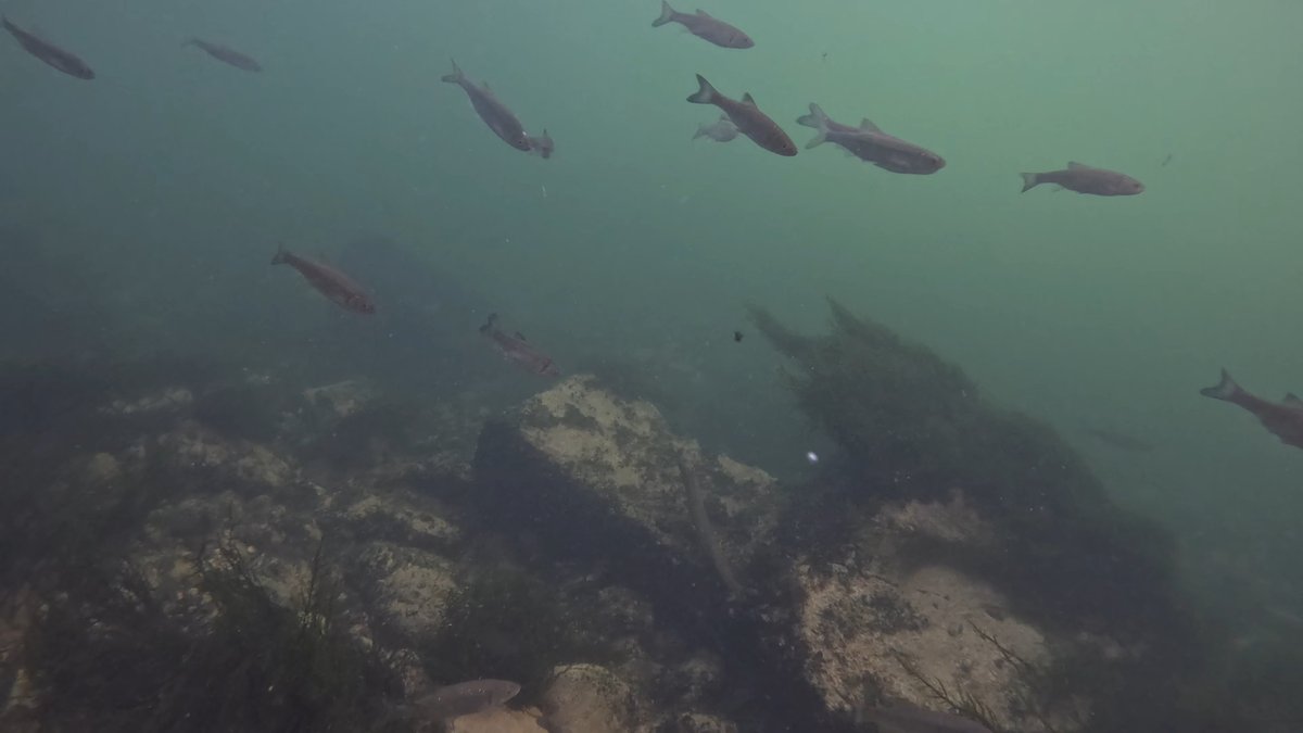 MilHiVisualized's tweet image. No pike this time, but some big trouts.