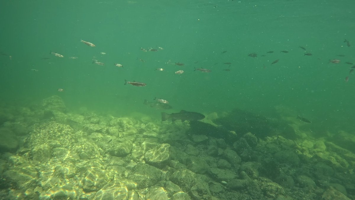 MilHiVisualized's tweet image. No pike this time, but some big trouts.