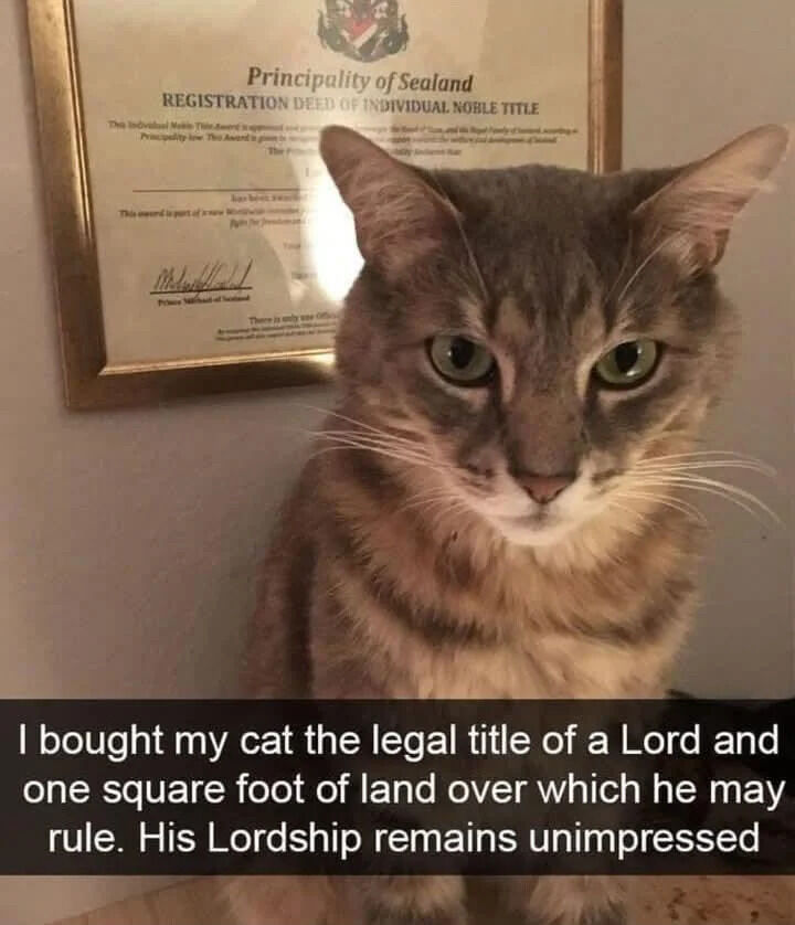 WholesomeMemes tweet media