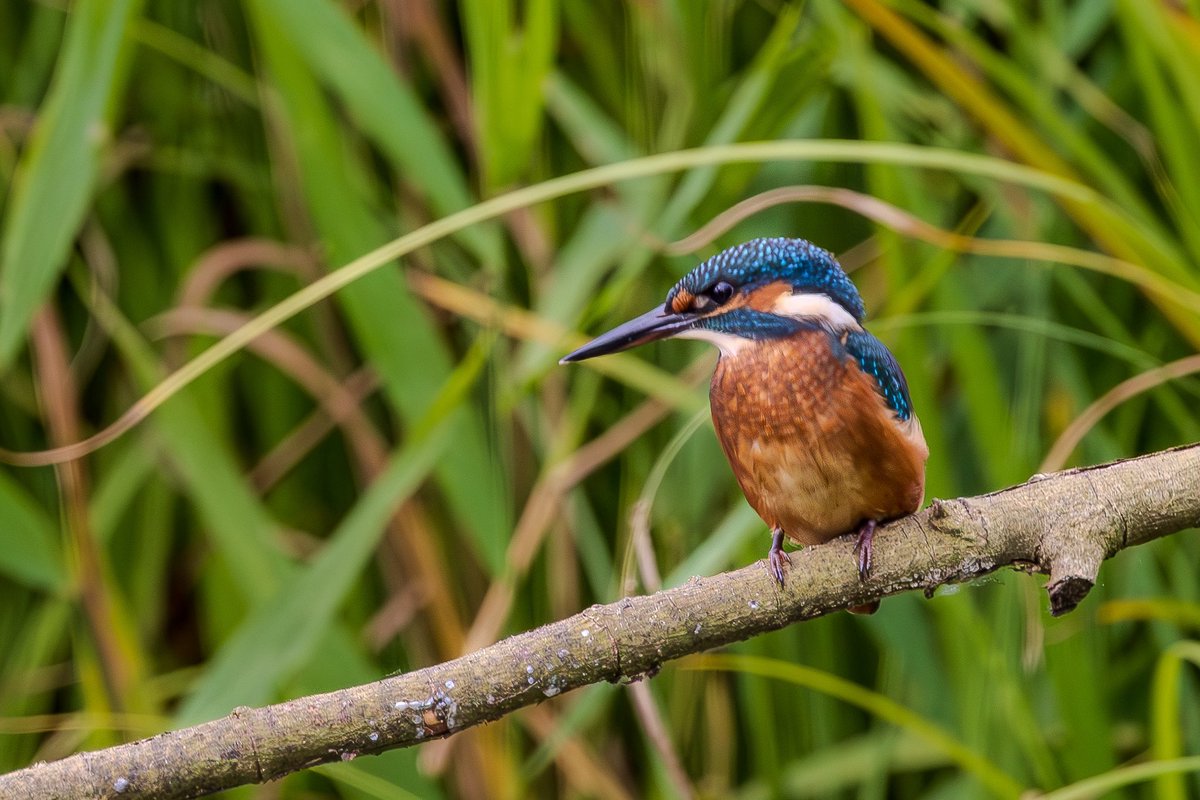 Kingfisher earlier today after a 4 hour wait <a href="/WKWT/">Warwickshire Wildlife Trust</a>  #NaturePhotography #nature #wildlife #wildlifephotography