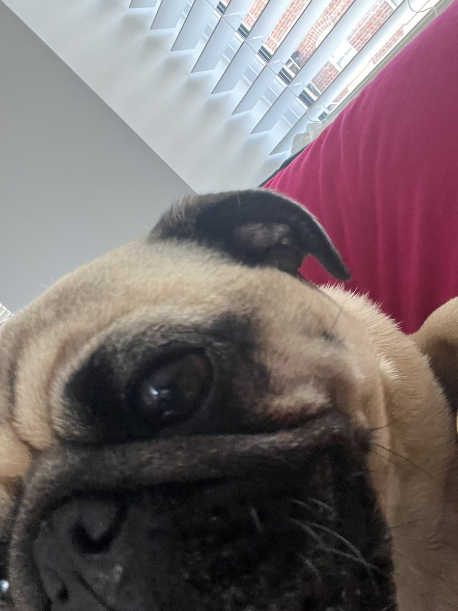 chinnychick's tweet image. Just dozed off and woke up to this wee face… I’ve been super floored this week with glandular fever. Had to cx a number of gigs which I was really looking forward too but this wee man has been amazing!
Finally getting some energy back but honestly I’ve never felt as fatigued in…