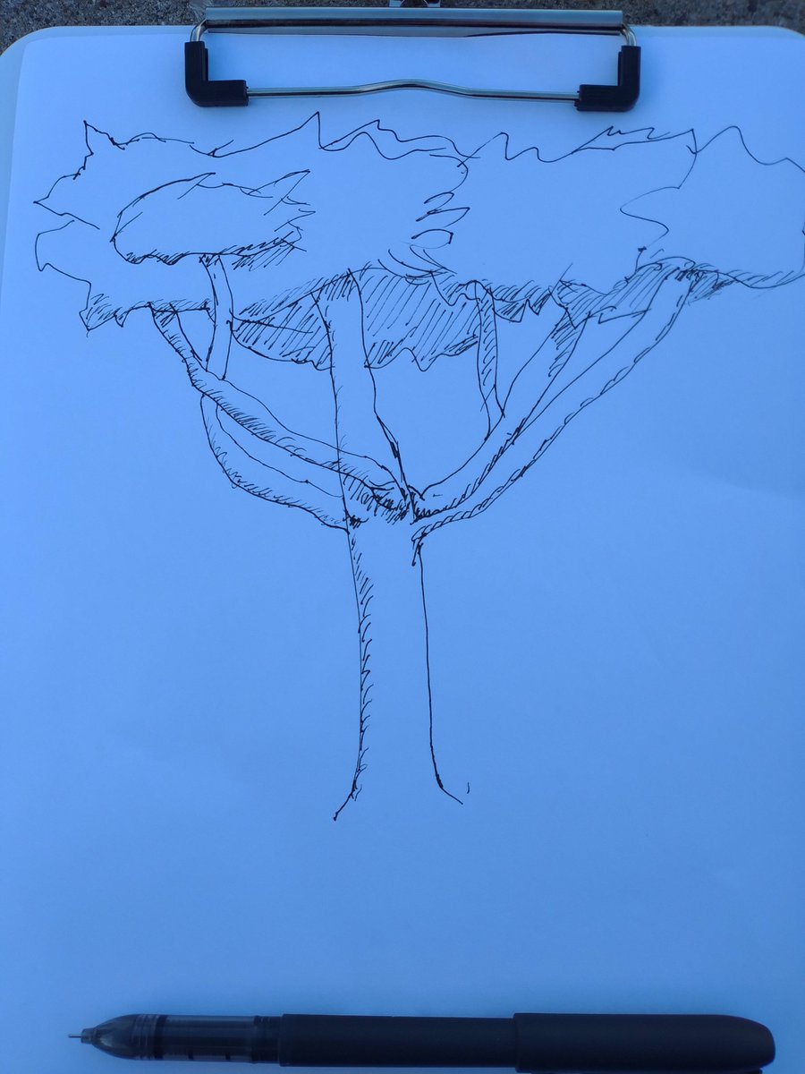 KiwiWeh's tweet image. Just some trees Kiwi did while outside.