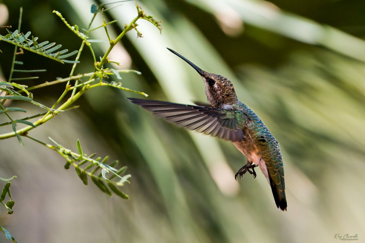 raychiarello's tweet image. Our backyard garden inspector.
#Hummingbird #Birds #MyBirdPic #Birding #BackyardBirding #BirdTwitter #ElPaso #Texas