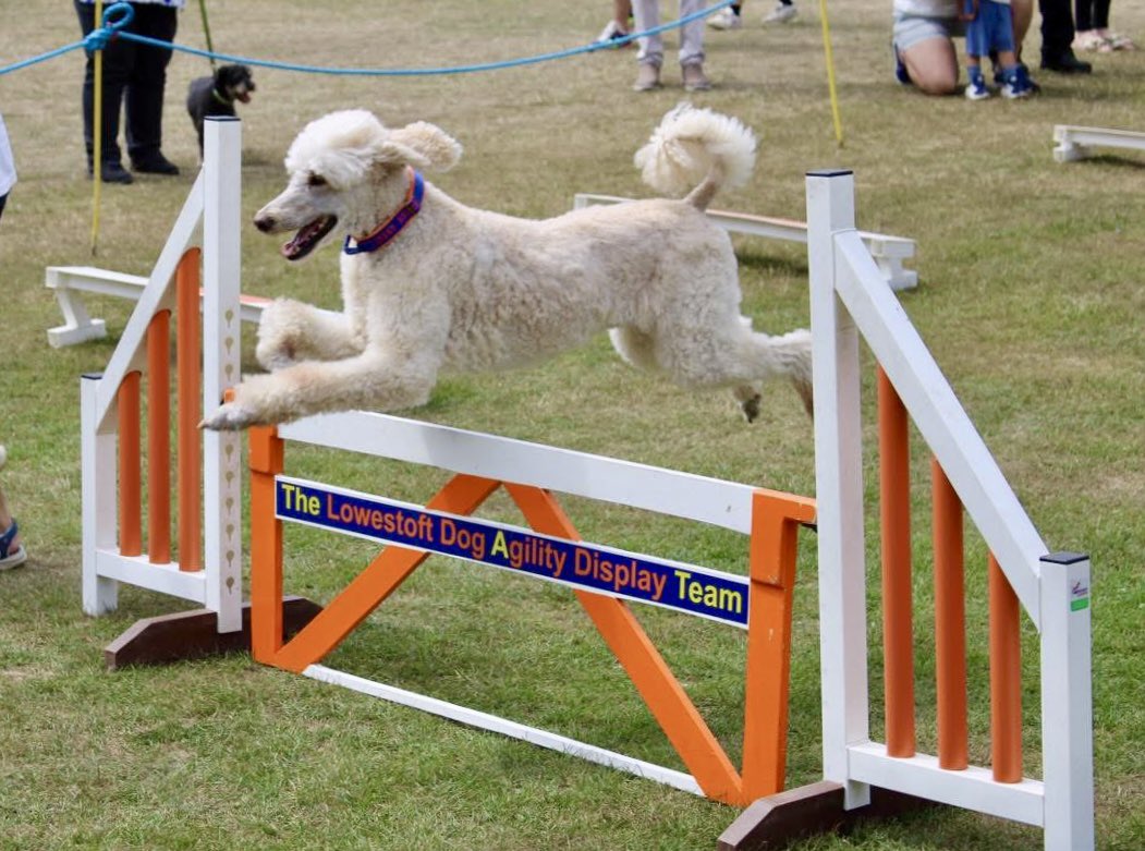 dogagilityteam's tweet photo. Great display today at the fantastic @RNLI Sunday Funday event in Lowestoft. ❤️🐾🐾 https://t.co/mZWIwJSpwQ
