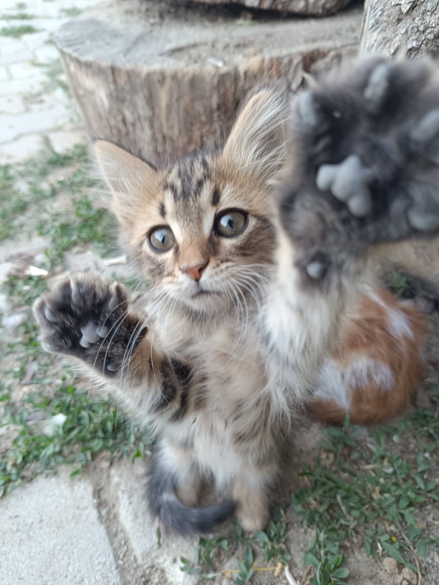 Selam, kardeşlerimle hâlâ yuvamız yok. Afyon'da yuva arıyoruz.