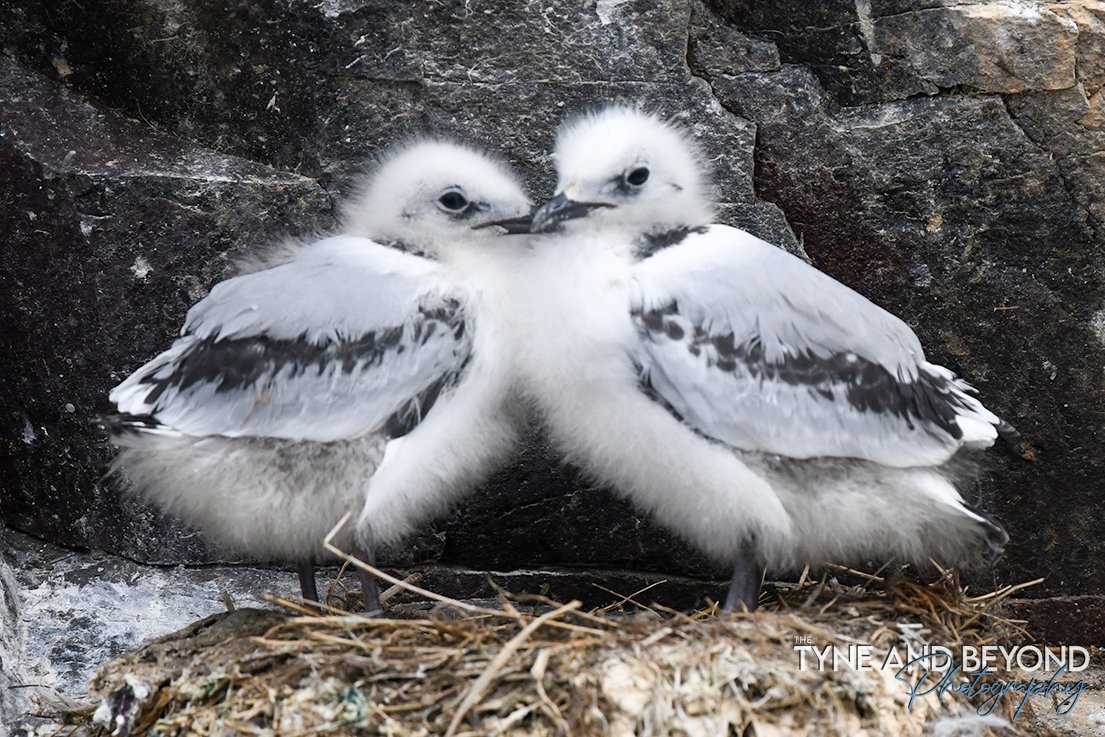 The Tyne and Beyond (@tyneandbeyond) on Twitter photo Kittiwake twins! <a href="/FarneIslands1/">Farne Islands</a> <a href="/thefarnes/">Andrew Douglas</a> #Seabird <a href="/NorthEastTweets/">North East Tweets</a> <a href="/VisitNland/">Visit Northumberland</a> Kittiwake twins! <a href="/FarneIslands1/">Farne Islands</a> <a href="/thefarnes/">Andrew Douglas</a> #Seabird <a href="/NorthEastTweets/">North East Tweets</a> <a href="/VisitNland/">Visit Northumberland</a>