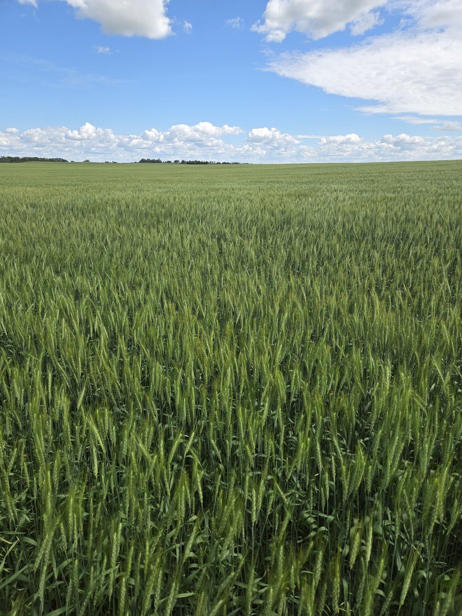 Six Strong Agronomy tweet media