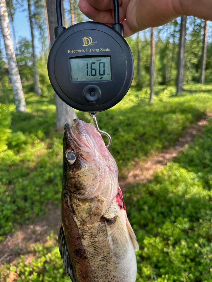 soile_lahti's tweet image. Eilinen olikin vain alkusoittoa 😅 Näistä tuli yli 4 kg fileitä, joten ensi viikon kalat on sitten tässä!