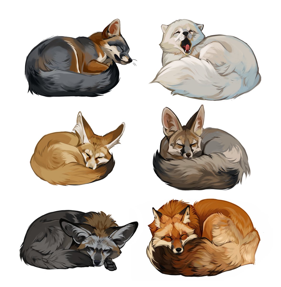nali_draws's tweet image. Some sleepy foxes I did earlier this year that I forgot to post. My commissions are open again, as well as prints are for sale, link is in my bio!