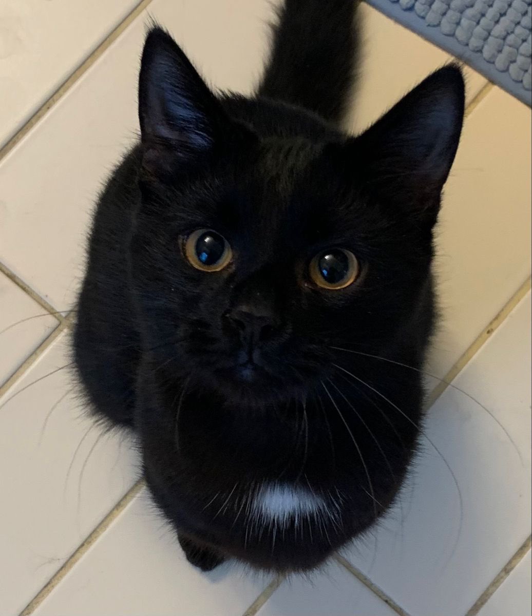 blackscats's tweet photo. https://t.co/LzFywDzsOV