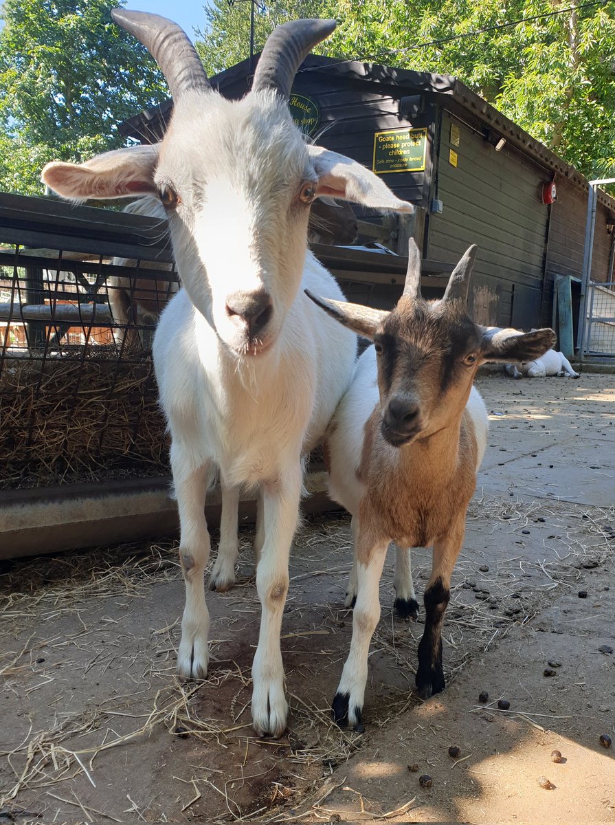 Sherlock and Pascal 😊