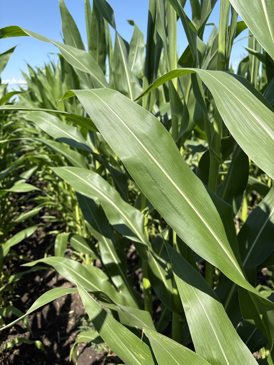 Zero fertilizer, $15.00 acre investment of SOURCE at V5-6 with Salicide total $16.50 acre.   Applied with herbicide.  What was your fertilizer investment this year? Better yet I would think about 2026 plan.