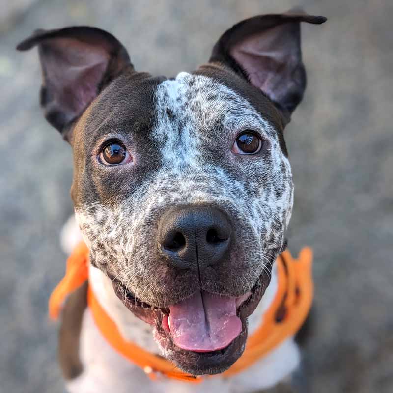 The Animal Services Annual Report for Fiscal Year 2025 (July 2024 - June 2025) is now available! 
Read the report - multcopets.org/fiscal-year-20…

#AnnualReport