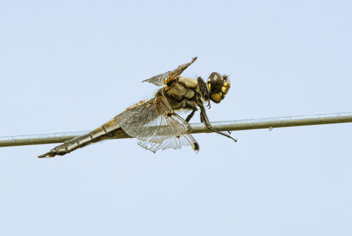 PDKImages's tweet image. Dragonflies have to be the most Heavy Metal of all insects.......
I'd like to think they would listen to Metallica, Slayer, White Zombie, Pantera. They would be old school.
A very ragged beauty resting @RSPB_OldMoor this afternoon.
#dragonfly #insect #ragged #nature #wildlife
