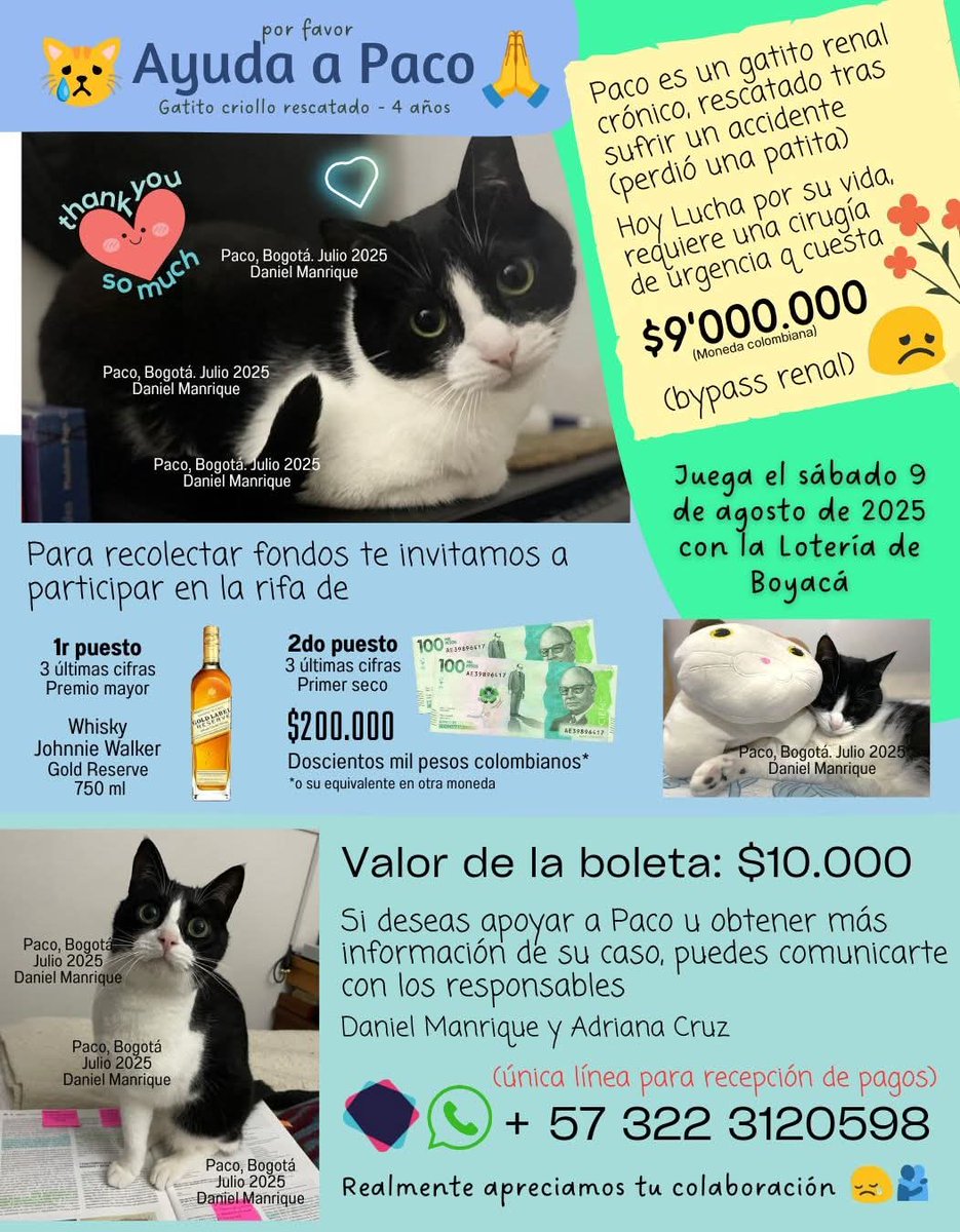 Adri 🐈🐕🐑🫏 (@osli2025) on Twitter photo 🆘️🆘️ Quien pueda colaborar con Paco, se agradece, acá toda la información, difundamos, <a href="/MONYRODRIGUEZOF/">MÓNICA RODRÍGUEZ 🐤</a> <a href="/andreanimalidad/">Andrea Padilla Villarraga🐆</a> <a href="/afvalencia/">Andres Valencia</a> <a href="/Amparo_Grisales/">Amparo Grisales</a> <a href="/qvamparo/">Amparo Quintero 🇵🇸</a> <a href="/Margaritarosadf/">Margarita Rosa</a> <a href="/margaritavela/">Margarita Vela 🌳🍀🌽🌼</a> <a href="/Feysar/">Feysar J. Flórez B.</a> <a href="/labrujavolando/">la bruja sigue volando</a> <a href="/PlataformaALTO/">Plataforma ALTO</a> <a href="/Feysar/">Feysar J. Flórez B.</a> <a href="/namarievenstar/">Ana Maria Diaz</a> 🆘️🆘️ Quien pueda colaborar con Paco, se agradece, acá toda la información, difundamos, <a href="/MONYRODRIGUEZOF/">MÓNICA RODRÍGUEZ 🐤</a> <a href="/andreanimalidad/">Andrea Padilla Villarraga🐆</a> <a href="/afvalencia/">Andres Valencia</a> <a href="/Amparo_Grisales/">Amparo Grisales</a> <a href="/qvamparo/">Amparo Quintero 🇵🇸</a> <a href="/Margaritarosadf/">Margarita Rosa</a> <a href="/margaritavela/">Margarita Vela 🌳🍀🌽🌼</a> <a href="/Feysar/">Feysar J. Flórez B.</a> <a href="/labrujavolando/">la bruja sigue volando</a> <a href="/PlataformaALTO/">Plataforma ALTO</a> <a href="/Feysar/">Feysar J. Flórez B.</a> <a href="/namarievenstar/">Ana Maria Diaz</a>