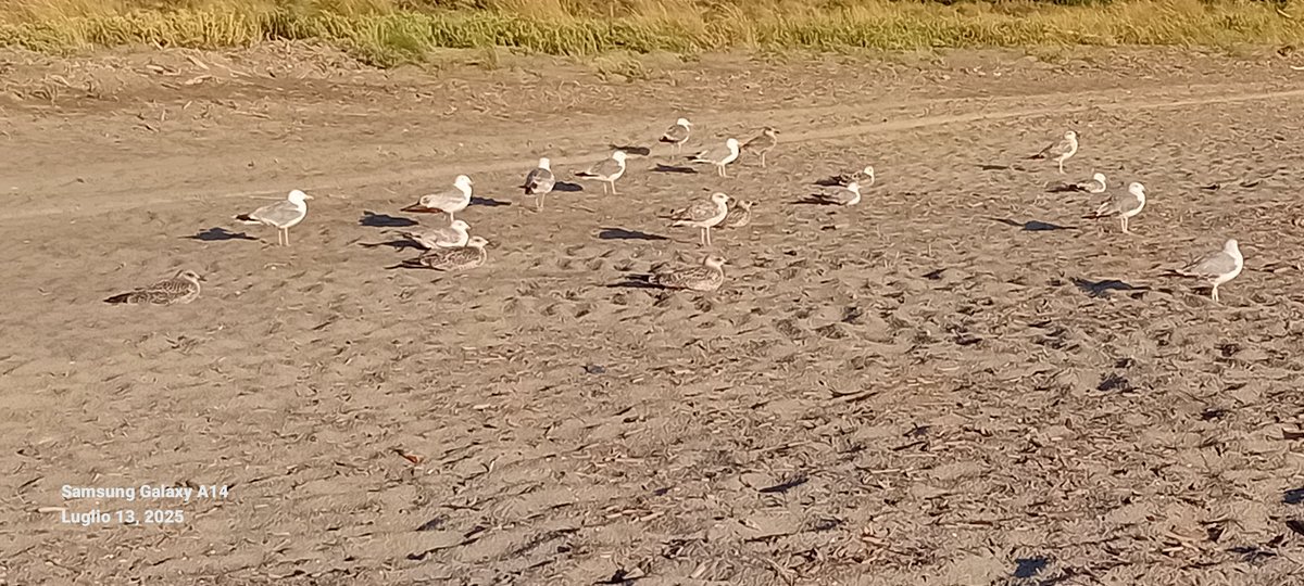 Vpertweet's tweet image. Dopo un pomeriggio di pioggia la sera in spiaggia ci son solo loro in riunione...