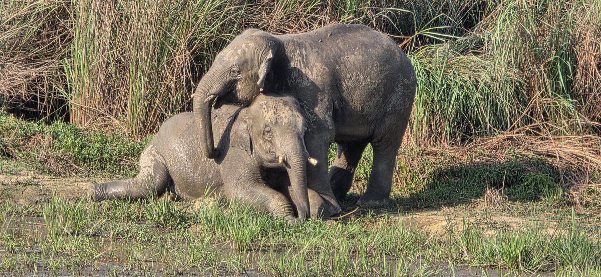 skumarias02's tweet image. Subadult male Elephants are full of energy & often get physical, pushing, shoving & engage in playfight with their powerful trunk, like the above in Dudhwa N.P. It's a way to test each others strength and agility & prepare for bigger battles ahead.
@moefcc
@rameshpandeyifs