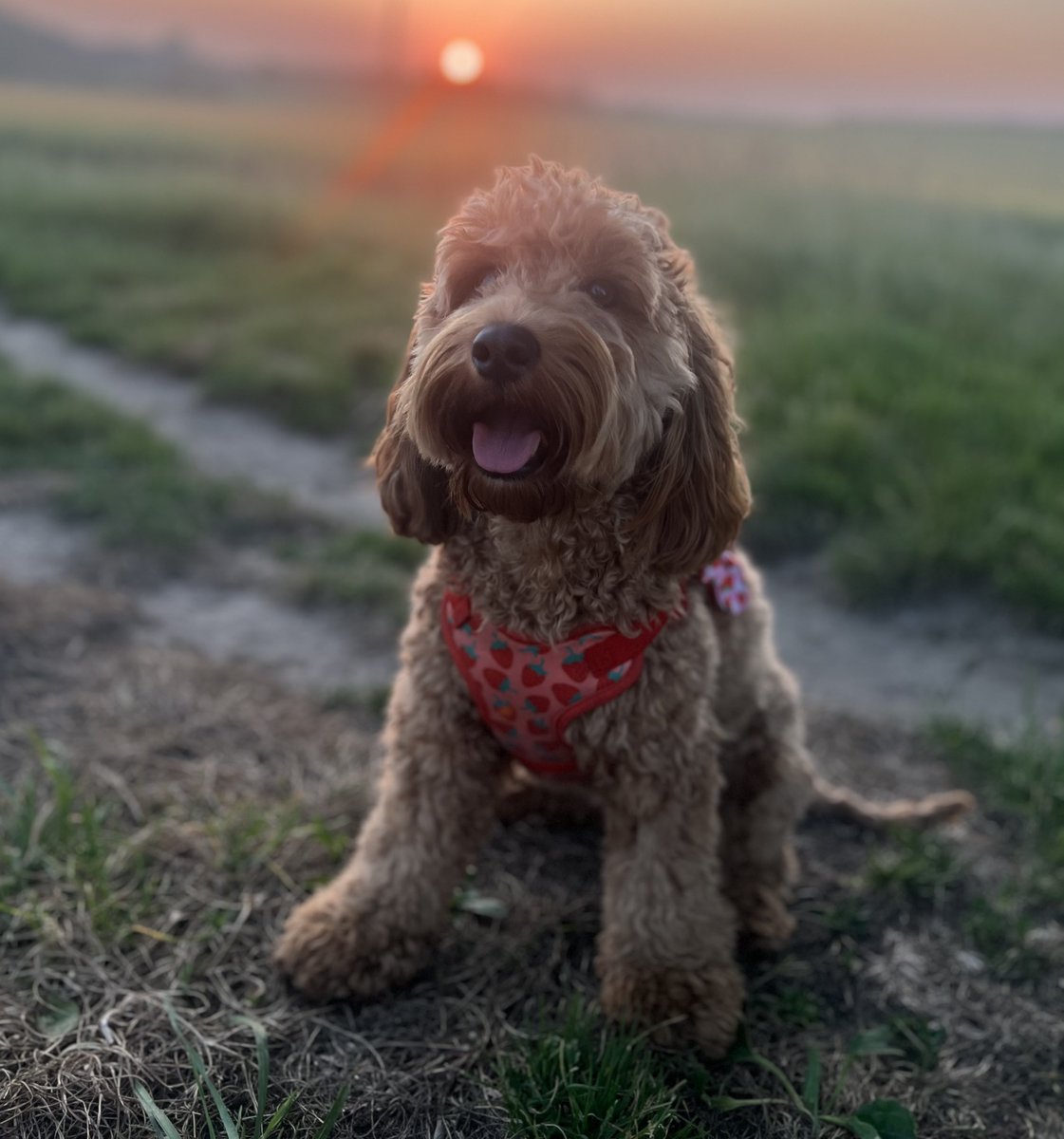 millypod1's tweet photo. WILLOW HOME SAFE. THANKS FOR RT's 😊🐕🐾

🆘12 JUL 2025 #Lost Willow #ScanMe
YOUNG Browny/Red Cockerpoo Female #PUPPY
West Road #Caister/#Yarmouth area #GreatYarmouth #Norfolk #NR30 
https://t.co/Gpsb9va9wd https://t.co/vQBngJg8D0