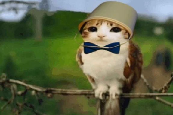 MeowlCoinSol's tweet photo. @thisisdjen @artsch00lreject meowl https://t.co/HVtVmcH33f