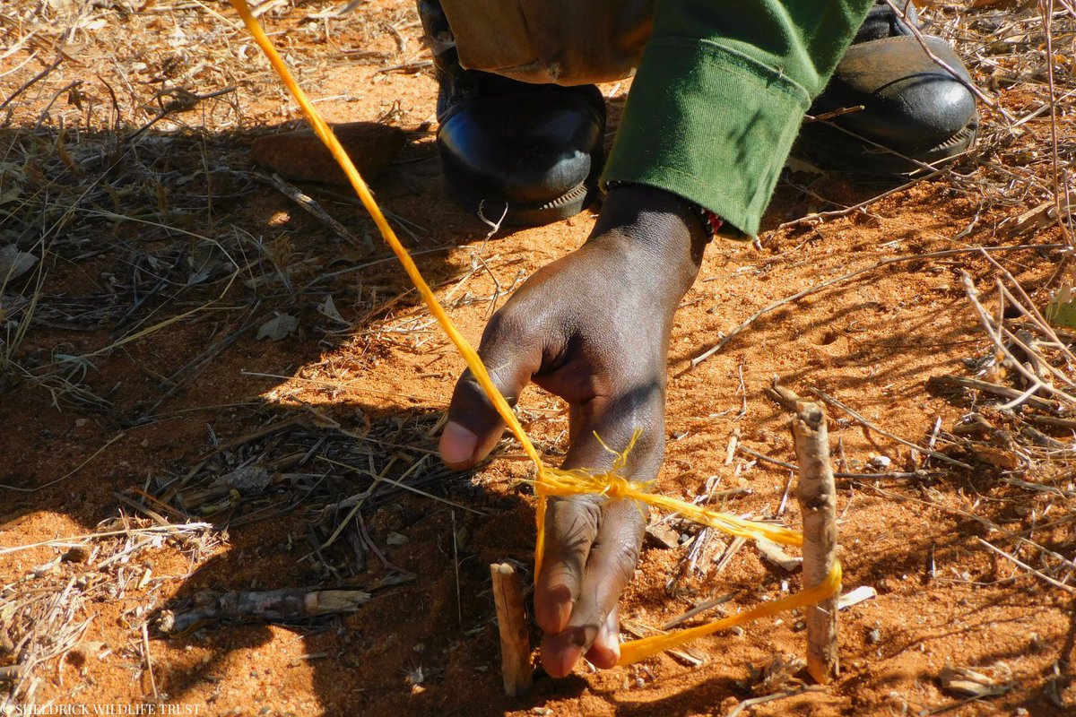 From hidden snares to illegal charcoal kilns in protected habitats, our Anti-Poaching Teams are trained to spot what others miss. Our 29 teams cover huge distances in their mission for the wild; operating in remote and rugged terrain, tracking illegal activity and removing