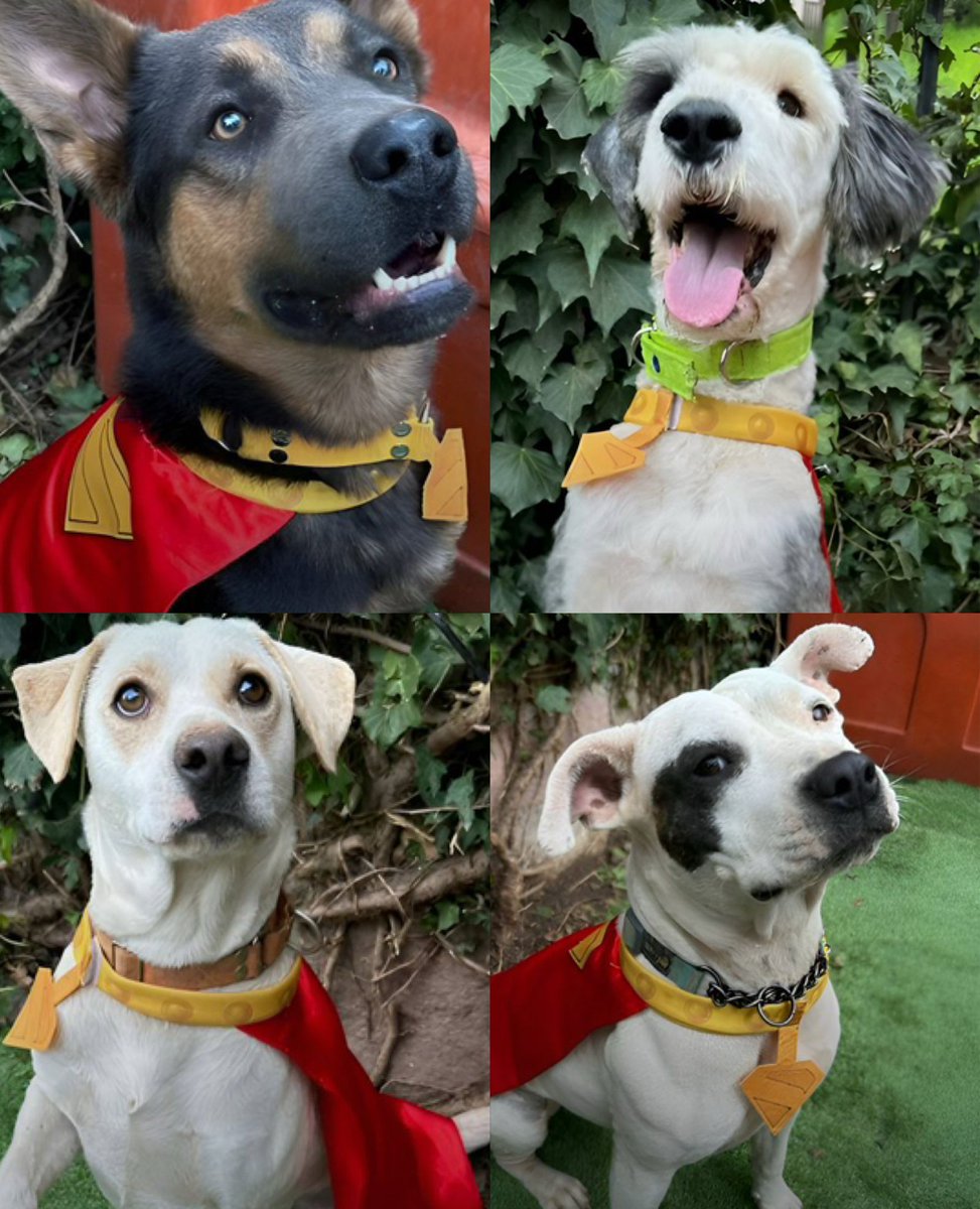 LevelUPcom's tweet photo. LA MEJOR CAMPAÑA DE TODAS 🥹 #WB en México se asoció con la fundación #AdoptaMX y por el estreno de #Superman disfrazaron a perritos del refugio como #Krypto para fomentar las adopciones de los lomitos 🐶 https://t.co/Sw5SzkXX1u