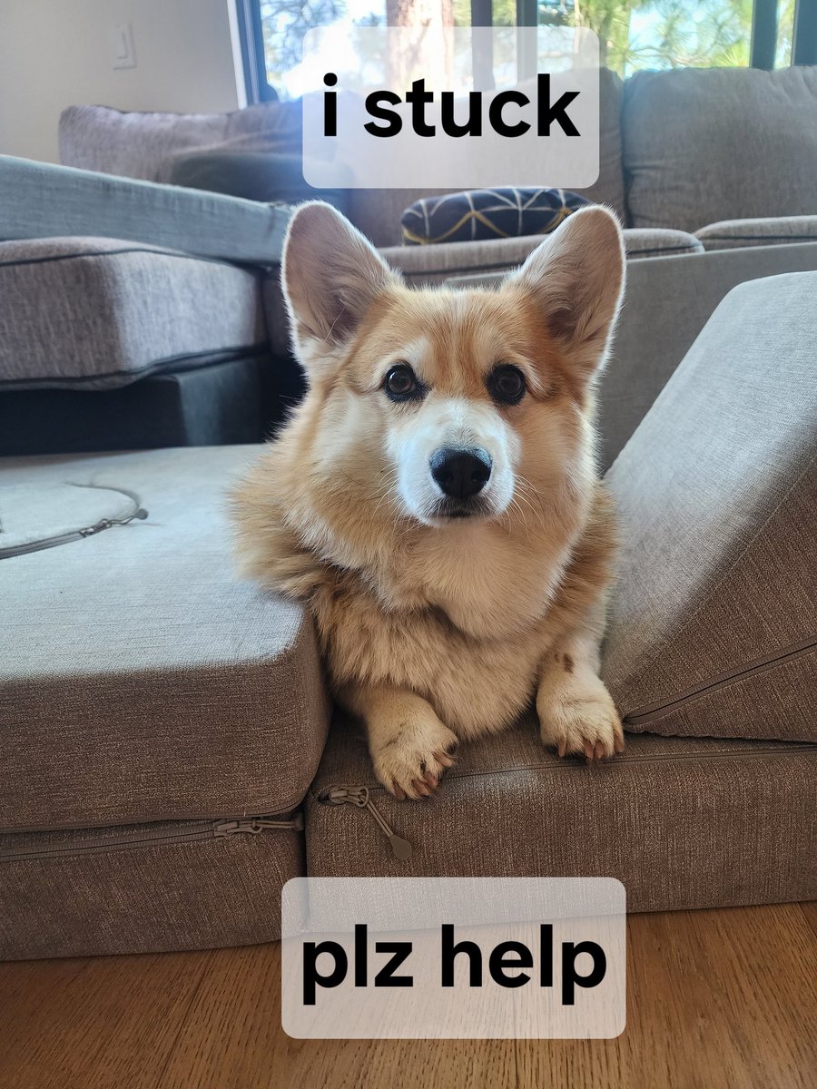 universalistmd's tweet photo. Minnie is not happy with the current situation
#Corgi #CorgiCrew #corgiplanet https://t.co/CIObEupvZT