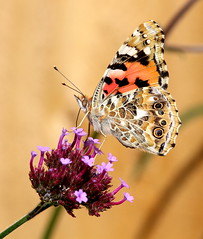🦋🍄A big thank you to everyone who took part in celebrating Wales Nature Week! We hope it has strengthened your connection with nature! Please do feedback on your #WalesNatureWeek experiences.
Celebrate the wild side of Wales! 💚 #Nature #Wales #GetOutside
📸Alun Williams