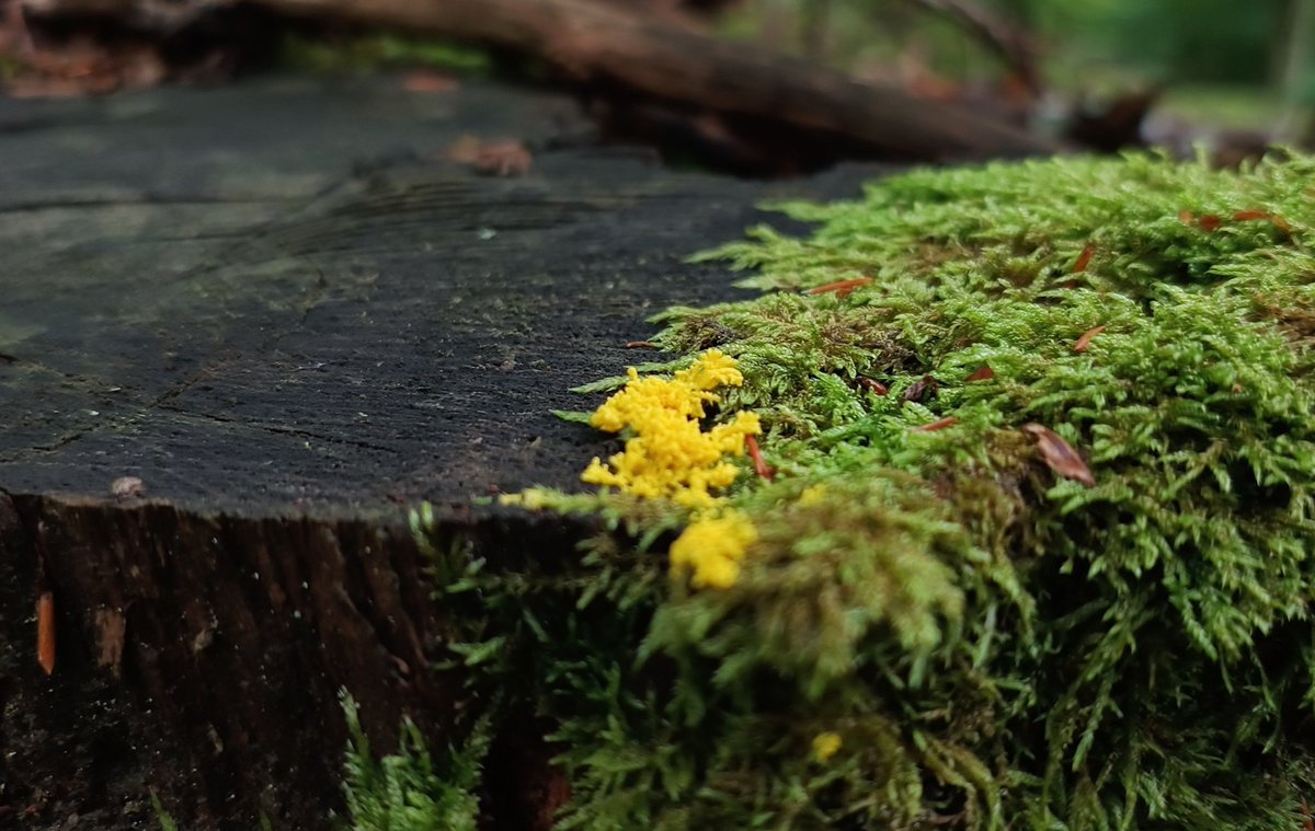 samuRaJ0891's tweet photo. Trochę wieczornych kilometrów po tych naszych trójmiejskich pagórkach 🌲🌳 Las pięknie pachnie wilgocią 😊 Miejcie spokojny wieczór 🍵a ja tymczasem może wrócę do domu czy coś 😉
#mudday https://t.co/OGFvbqPVdT