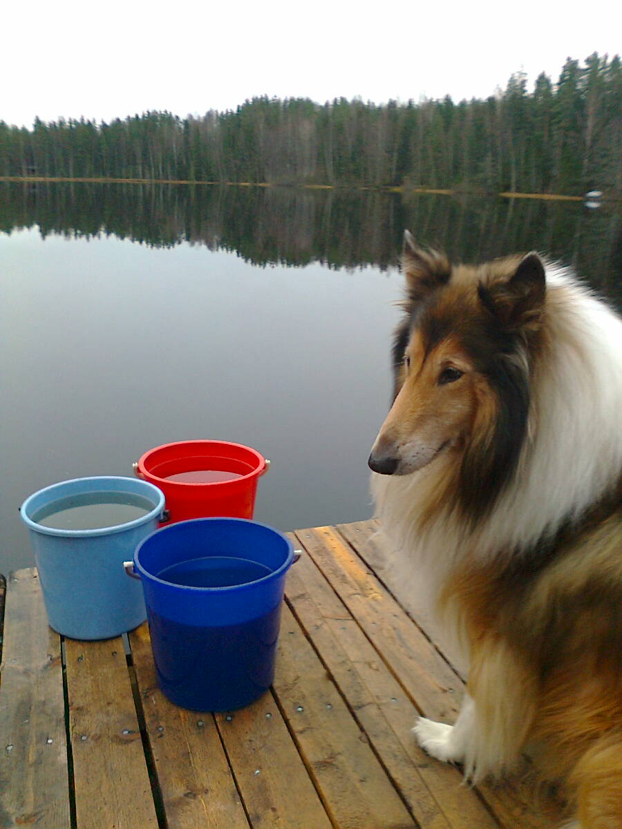 Hannimonninen's tweet image. Tietokoneen syövereistä löytyi vanha kuva rakkaasta, niin kovin rakkaasta Toivosta 🤎. Ikävä on yhä itkuineen voimallisesti läsnä.