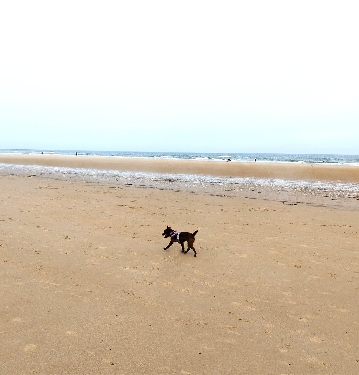 Final Sunday of the school year done right 🌅🐶🍦
One week to go!