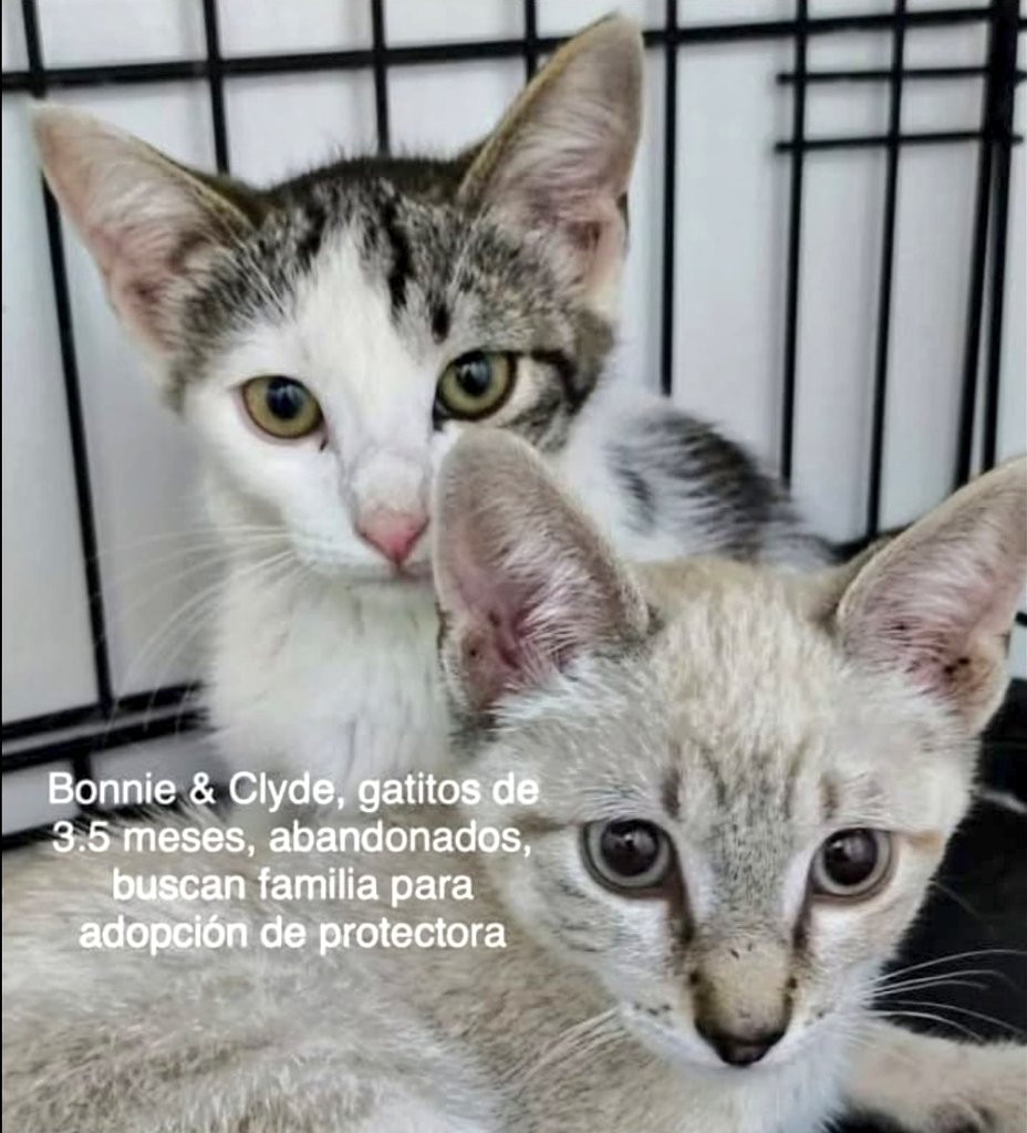 #Sevilla 🆘  <a href="/Skeleton_Cat/">ノエリア</a>

         Bonnie &amp; Clyde

Dos bebés (3,5 meses) abandonados, solitos.
No eran de nadie.
Permanecieron juntos
esperando a quién no volvió💔

¿Quieres ser su familia?.
#URGE #Adopcion (conjunta)🙏🏼
📲 689 71 20 28 (BADA)