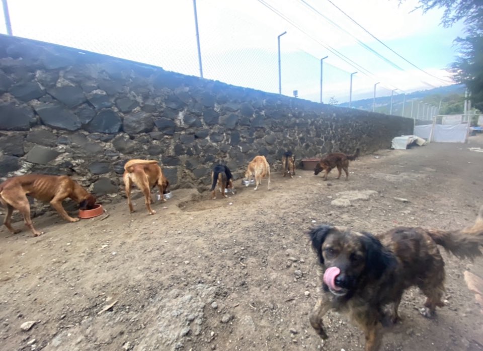 Amigos!! Por favor difundan esta info 🙏🏼:
Aquí vivimos 300 perritos, y el día de hoy buscamos patitas para comprar nuestro alimento para el día de hoy. Somos todos rescatados y nos han ayudado en nuestros peores momentos… Pero ya estamos bien, aquí contentos pero con hambrita