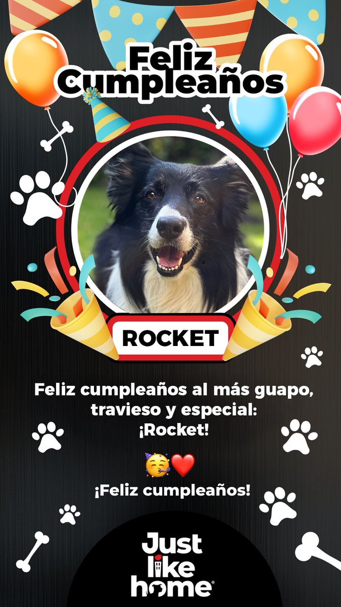 11-07-25 Cumplí 10 años, y sí, soy muuuy especial jeje. En todos sus significados. #felizcumpleanos #happybirthday #birthday #collie #bordercolllie #love #pet