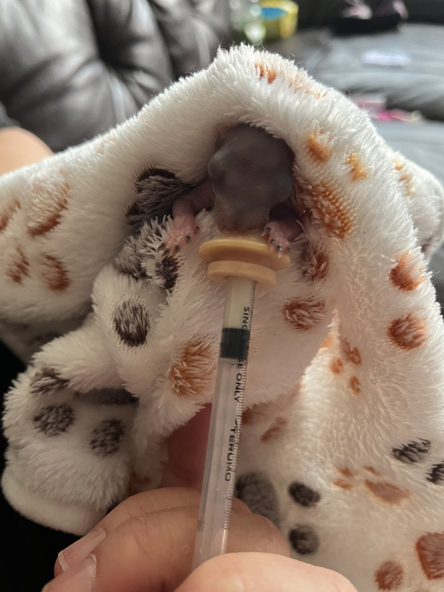 AllumPaul's tweet image. Pippin 🩶🐿️🐿️🐿️🐿️ hitchinsquirrelrescue.co.uk