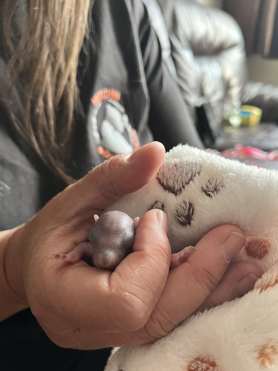 AllumPaul's tweet image. Pippin 🩶🐿️🐿️🐿️🐿️ hitchinsquirrelrescue.co.uk