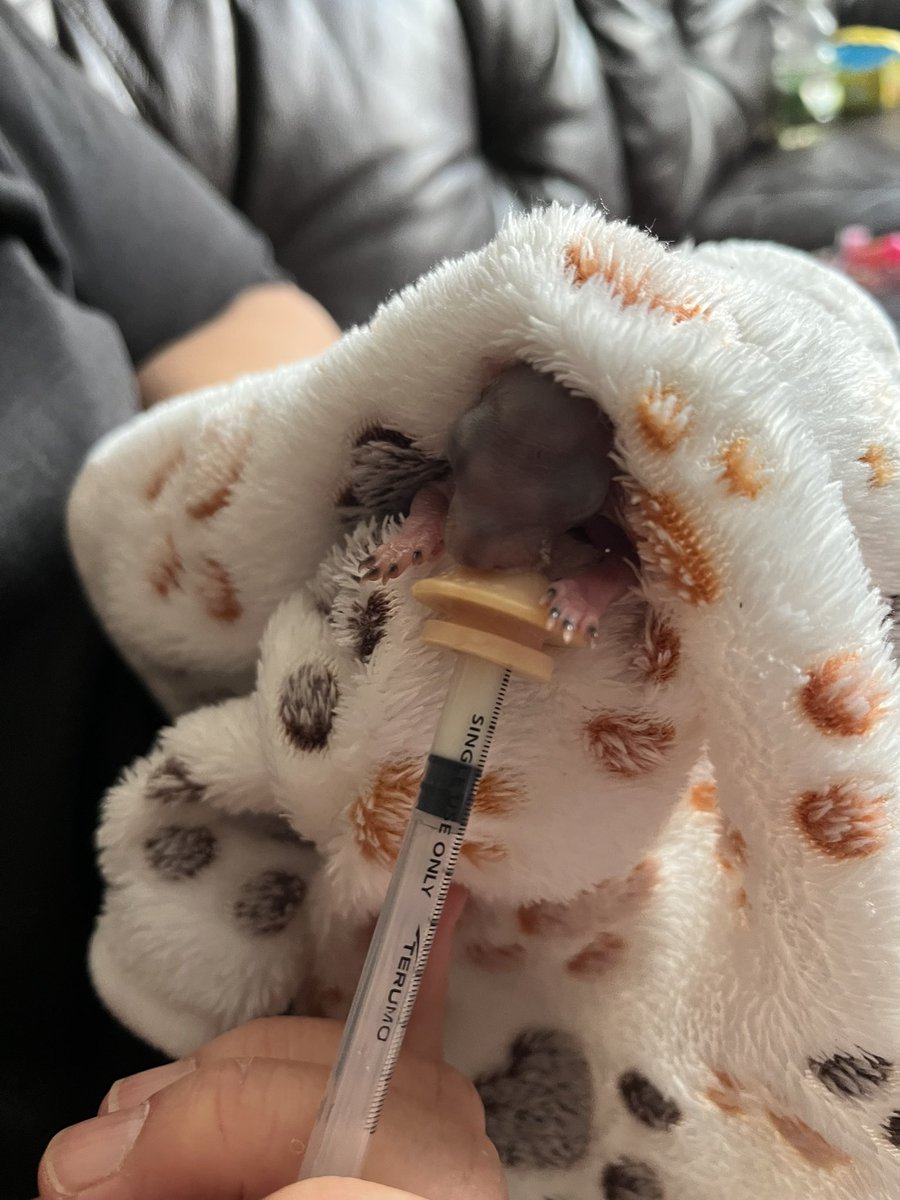 AllumPaul's tweet image. Pippin 🩶🐿️🐿️🐿️🐿️ hitchinsquirrelrescue.co.uk