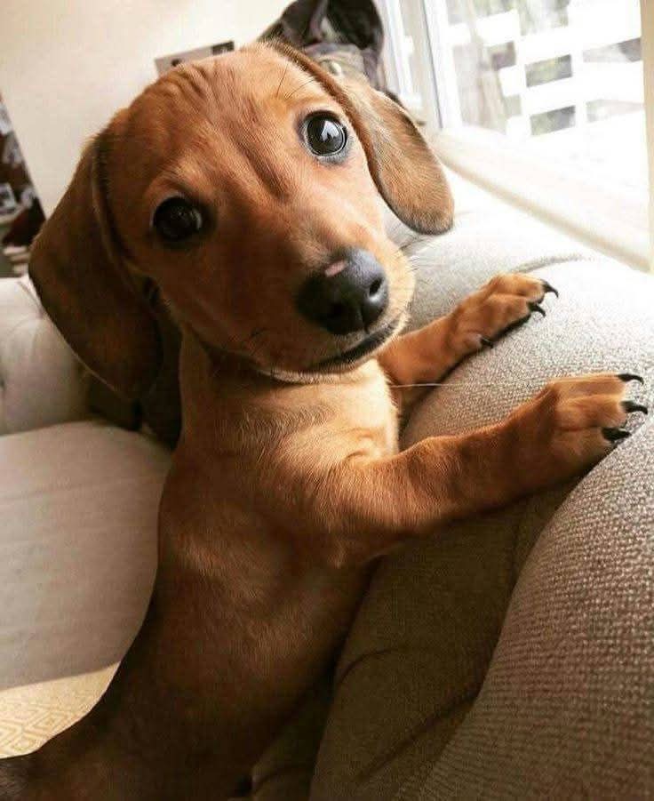 Dachshund (@daschundlovers2) on Twitter photo 