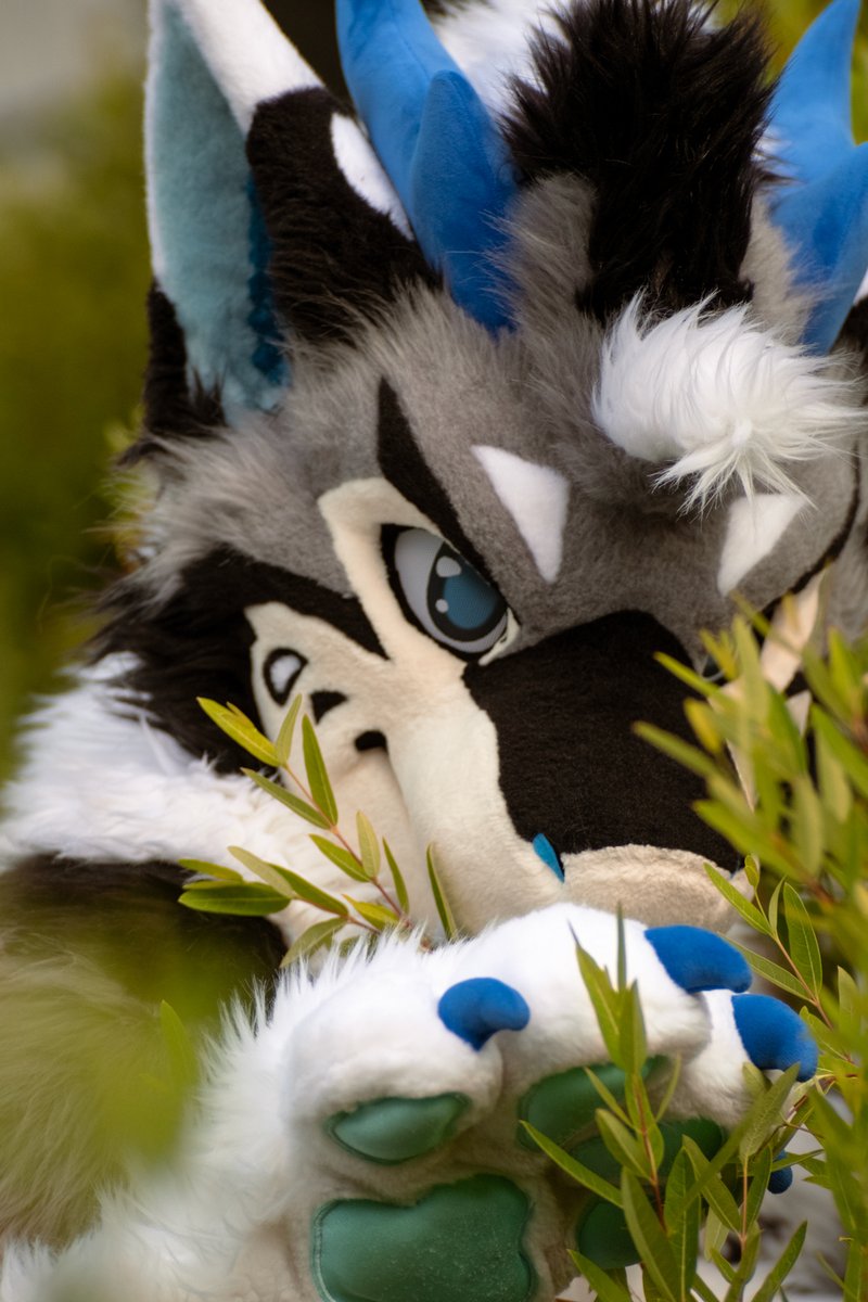 Ymmotehl's tweet image. Did you know - you can find dragon friends in tall grass :)
Photo of: @DenaliFur
#anthrocon2025 #anthrocon25
