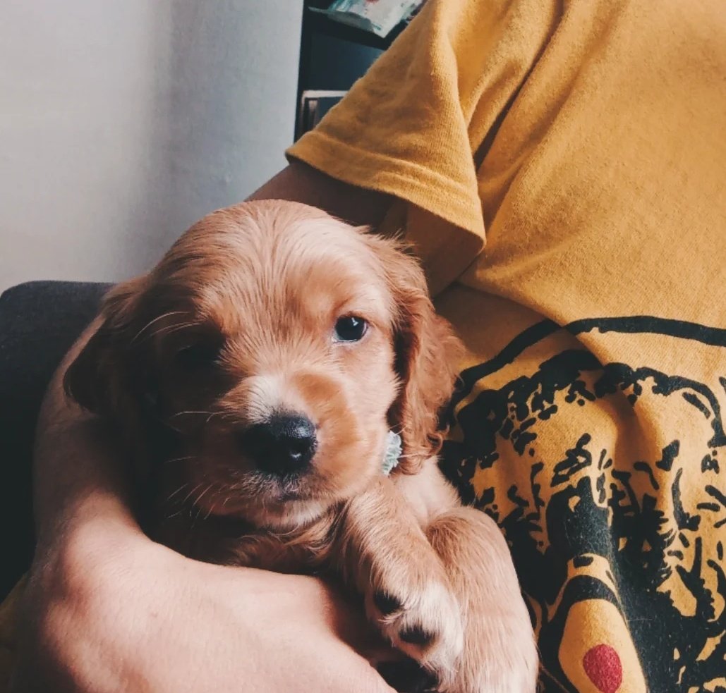 BurningHuman17's tweet image. You&apos;ve got a friend in me. 🐶